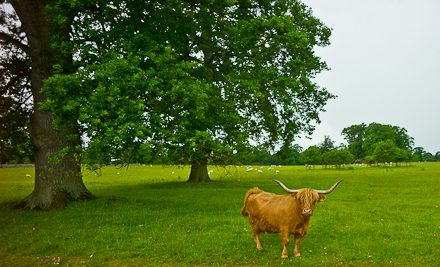 LadykirkJune2011-1001125-2 LadykirkJune2011-1001125-2