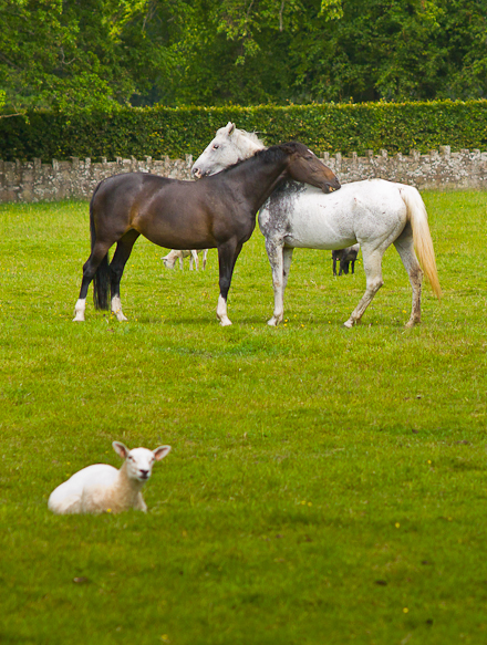 LadykirkJune2011-1001398-8 LadykirkJune2011-1001398-8