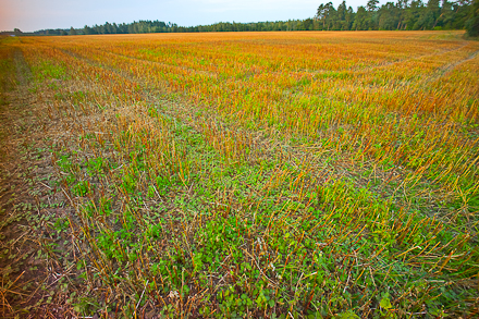 DrweckPaniLucyna-1002715 Red & green