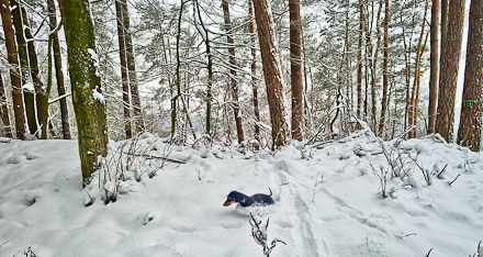 There's no such thing as snow thats too deep for this dachshund! There's no such thing as snow thats too deep for this dachshund!